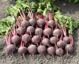 Beet Boro from Bejo Seeds