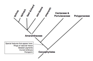 Shows a chart of Relationships among edible species in the Amaranthaceae