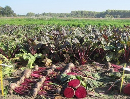 Beetroot fields, Betteraves potagères rouges en place et arrachées