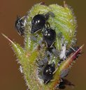Infested bud with adults and nymphs
