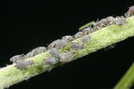 Cowpea aphid nymphs