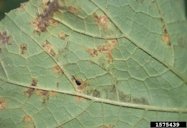 Sporulation of Pseudoperonospora cubensis on underside of pumpking (cv. Howden) leaf