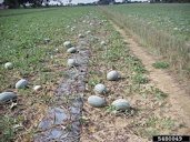 Symptoms of fusarium wilt in a watermelon field