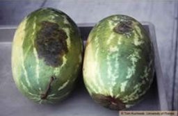 Black rot symptoms on watermelon, honeydew melon, and butternut squash