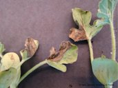 Necrosis on cantaloupe transplants due to gummy stem blight