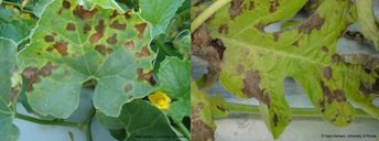 Brown, irregularly shaped lesions containing a concentric ring pattern can be seen on cantaloupe and watermelon leaf margins and interveinal areas with high moisture retention