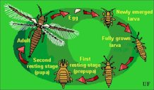 Typical thrips life cycle