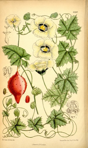 Drawing of Momordica balsamina L.