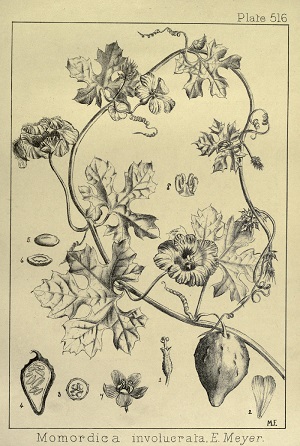 Drawing of Momordica balsamina L.