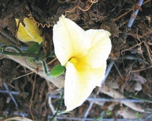 Female Flowers