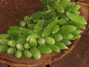 Karela (Momordica charantia) , a promising traditional medicine for Diabetes, at urban vegetable market in Chhattisgarh, India
