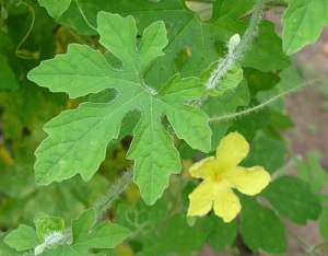 Karela at flowering