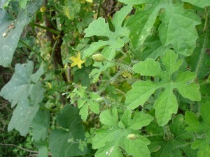 Typical shape of Bitter gourd leaves