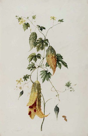 Illustration of Momordica charantia L. flowers, fruit and leaves
