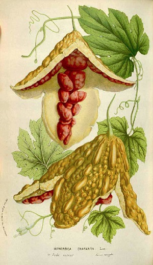 Illustration of Momordica charantia L. fruit and leaves