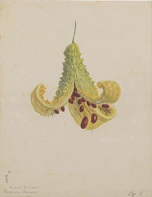Illustration of Momordica charantia L. fruit