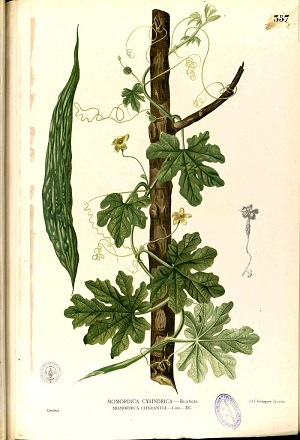 Illustration of Momordica charantia L.