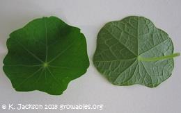 Front and back of leaf