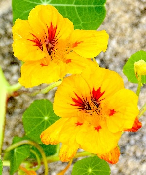 Photo of yellow nasturtiums