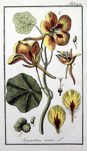 Tropaeolum majus L. Illustration. 1800