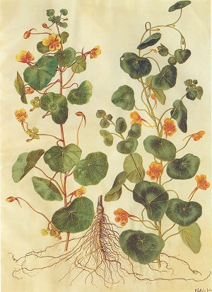 Tropaeolum majus. Illustration 1649-1659.