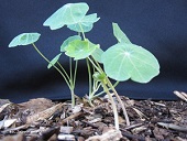 T. majus seedlings