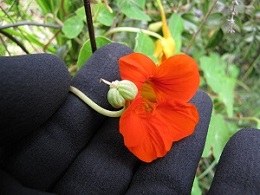 Nasturtium flower and seed