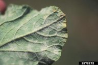 Underside of cantaloupe leaf showing many powdery mildew lesions