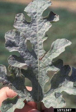 Watermelon leaf showing an even distribution of powdery mildew (Podosphaera xanthii) over the entire leaf surface