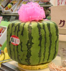 Square watermelon in Japan