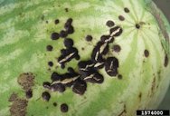 Anthracnose (Colletotrichum orbiculare) (Berk. & Mont.) Arx. Fruit lesions