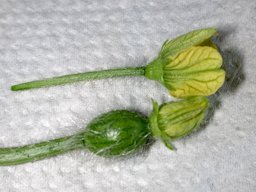 Male and female watermelon blossoms