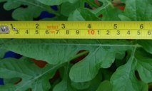 Leaves measurement in centimeters
