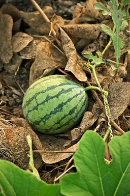 Watermelon in a small-scale organic farm in Tainan City, Taiwan