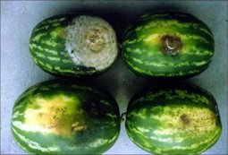 Various stages of fruit rot of watermelon caused by Phytophthora capsici. Bottom, early symptoms; top, advanced symptoms