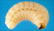 Larva of a whitefringed beetle, Naupactus sp.