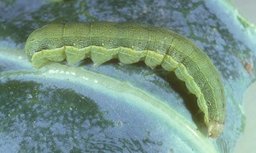 Larva of the beet armyworm