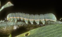 Mature larva