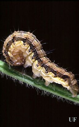 Larva of the corn earworm