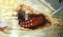 Pupa of the corn earworm