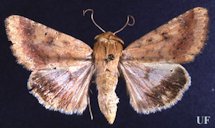 Adult of the corn earworm