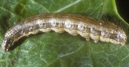 Larva of fall armyworm