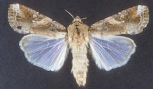 Typical adult male fall armyworm