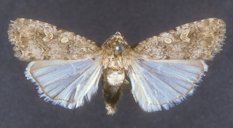 Typical adult female fall armyworm