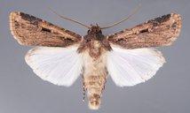 Adult of the granulate cutworm