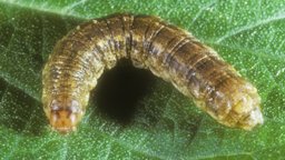 Granulate cutworm