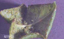Colony of green peach aphid with severl life stages