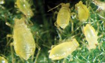 Nymphs of the green peach aphid