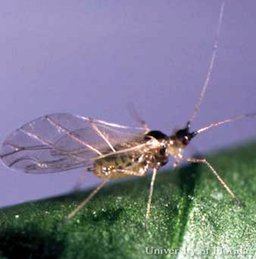 Adult green peach aphid
