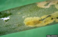Vegetable leafminer larva